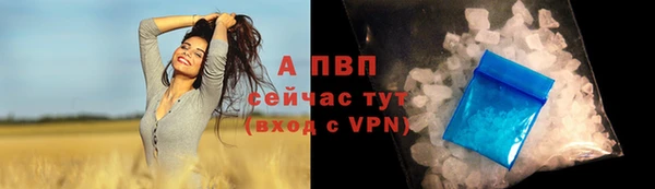 прущие грибы Лабытнанги