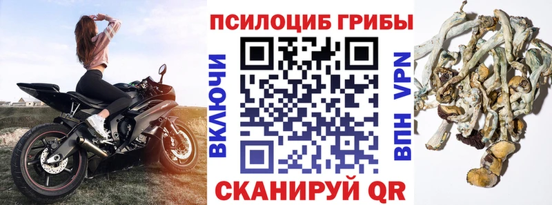 Купить  Луза  Псилоцибиновые грибы GOLDEN TEACHER 